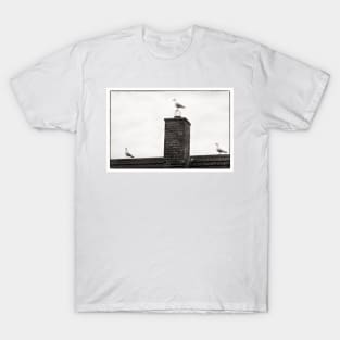 Three seagulls - Beadnell, Northumberland, UK T-Shirt